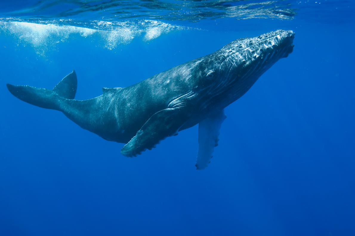 約150年間のクジラのストレス度 耳垢で解明 ナショナルジオグラフィック日本版サイト
