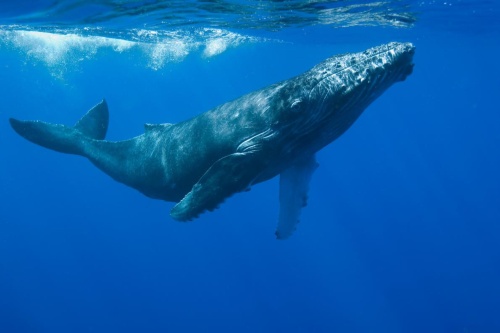 約150年間のクジラのストレス度 耳垢で解明 ナショナルジオグラフィック日本版サイト