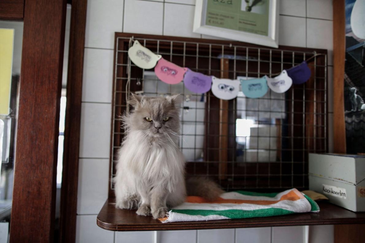 猫の舌、毛づくろいに唾液活かす仕組みを解明  ナショナルジオ 