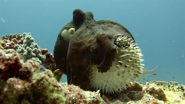 動画 タコとハリセンボンの死闘 勝つのは ナショナルジオグラフィック日本版サイト