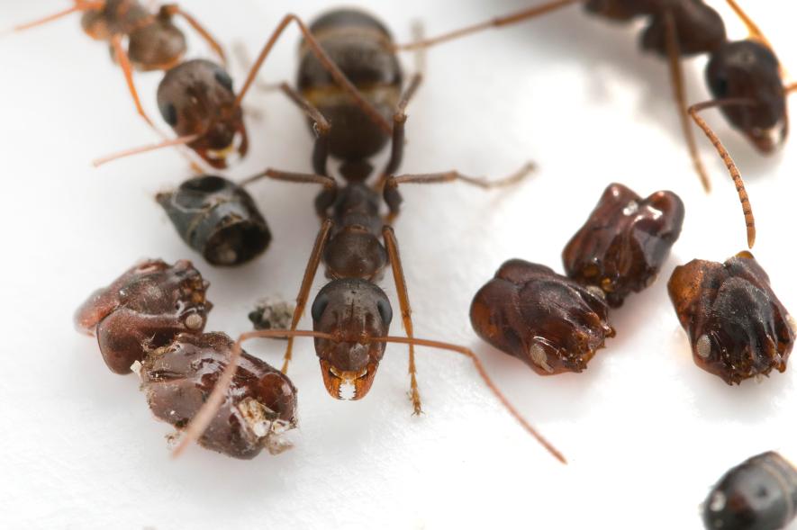 敵の頭を巣に飾る 首狩りアリ におい目当て ナショナルジオグラフィック日本版サイト