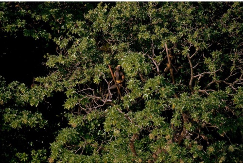 深い森林に覆われた北センチネル島に住む人間は、弓の腕前に優れた100人ほどのセンチネル族だけだ。(PHOTOGRAPH BY RAGHUBIR SINGH, NAT GEO IMAGE COLLECTION)