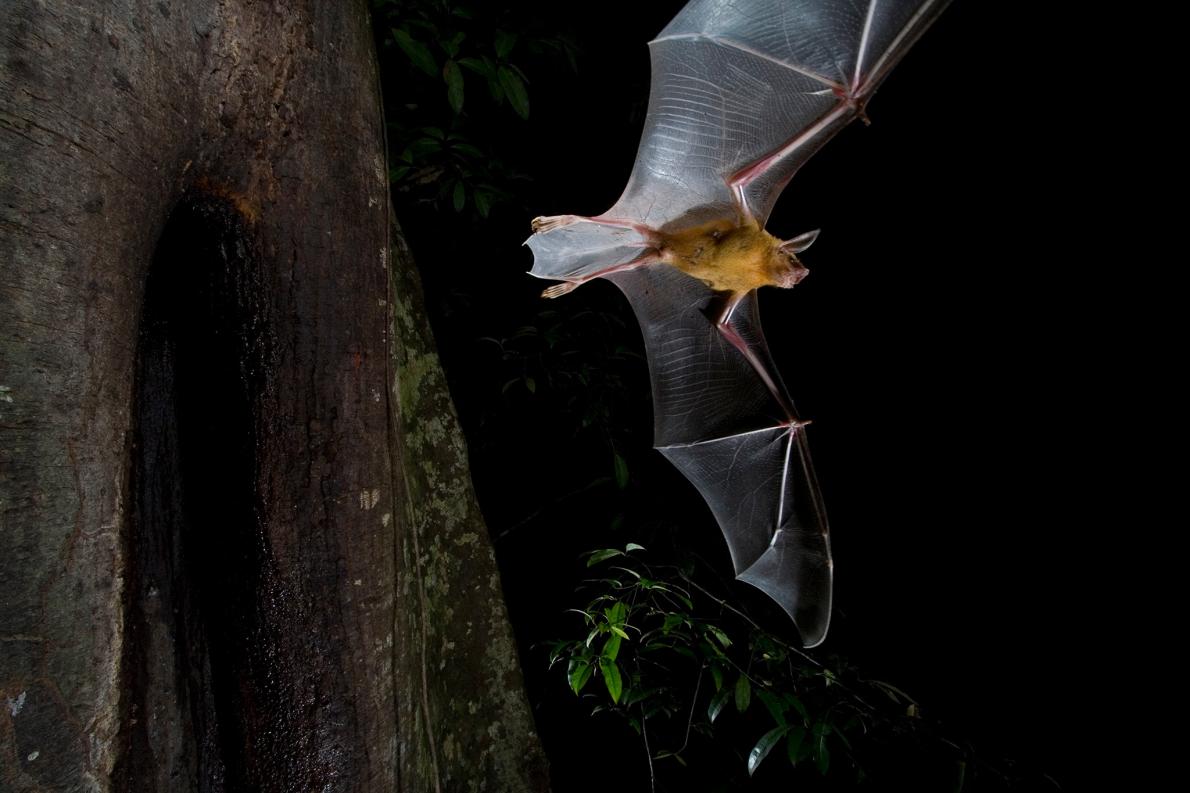 昼に活動するコウモリを発見 夜行性の謎を解く ナショナルジオグラフィック日本版サイト