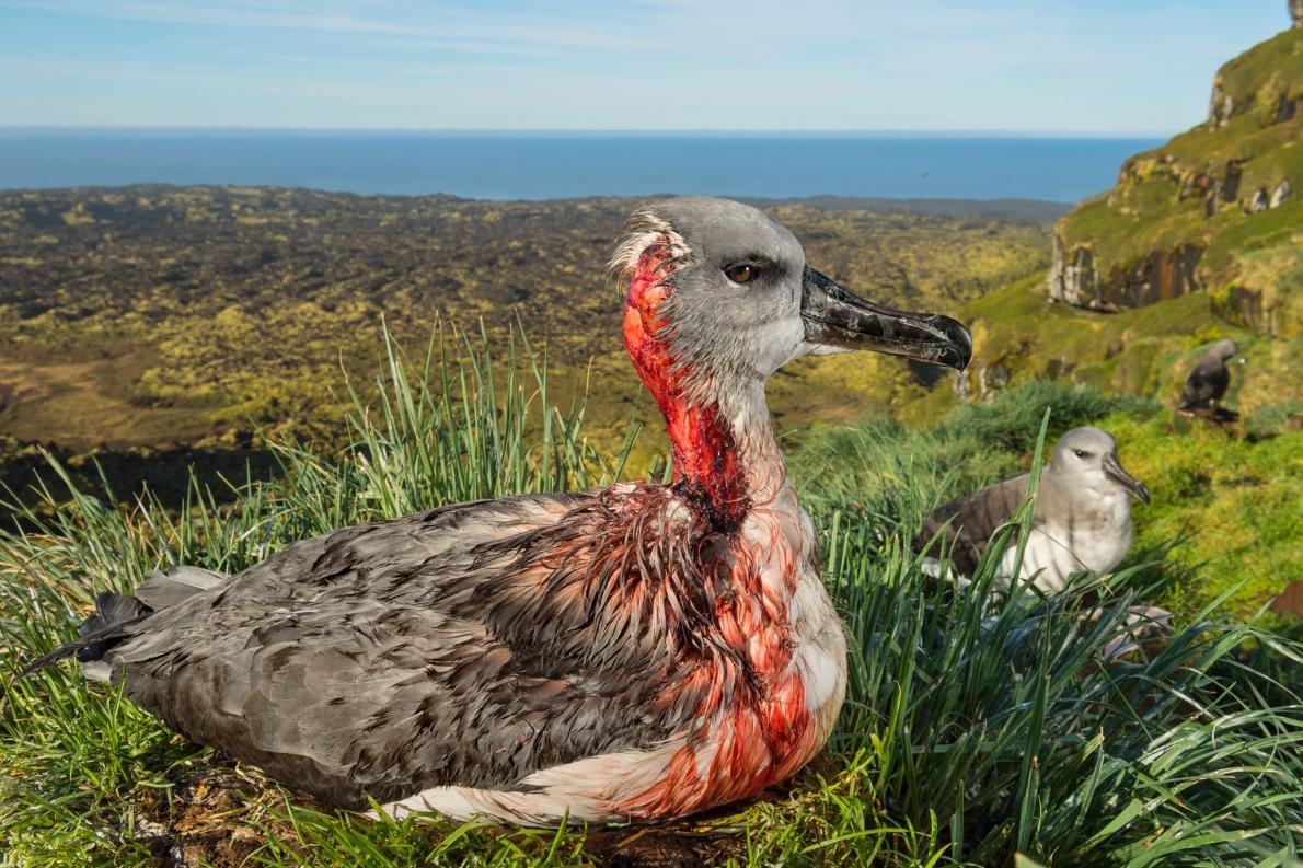 根絶計画始動 海鳥を生きたまま食べる外来ネズミ ナショナルジオグラフィック日本版サイト
