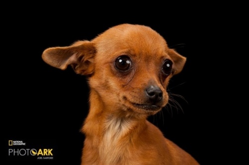 祝 いぬ年 美しい犬たちのポートレート10点 ナショナルジオグラフィック日本版サイト 祝 いぬ年 美しい犬たちのポートレート10点 ナショナルジオグラフィック日本版サイト