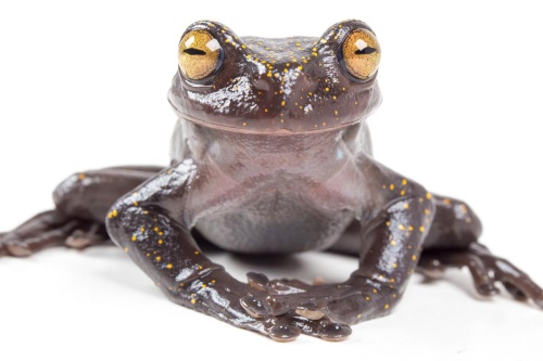 手に 武器 のある新種のカエル 敵の皮膚刺す ナショナルジオグラフィック日本版サイト 手に 武器 のある新種のカエル 敵の皮膚刺す ナショナルジオグラフィック日本版サイト