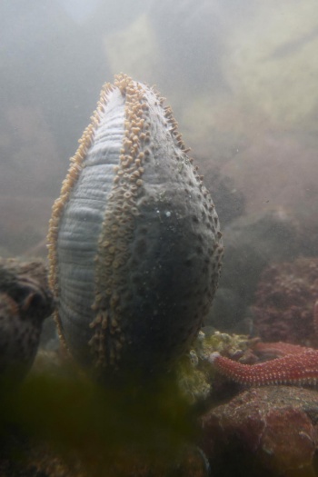 ナマコは700 膨張して海を大移動 最新研究 ナショナルジオグラフィック日本版サイト ナマコは700 膨張して海を大移動 最新研究 ナショナルジオグラフィック日本版サイト