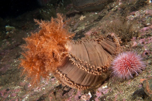 ナマコは700 膨張して海を大移動 最新研究 ナショナルジオグラフィック日本版サイト