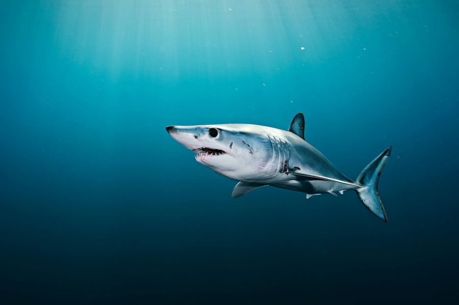 フカヒレ販売禁止に賛否 サメを守れるのか 米国 ナショナルジオグラフィック日本版サイト