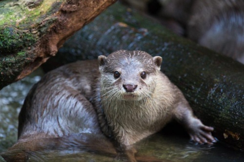 人気者 ペットとして飼われるカワウソの受難 ナショナルジオグラフィック日本版サイト