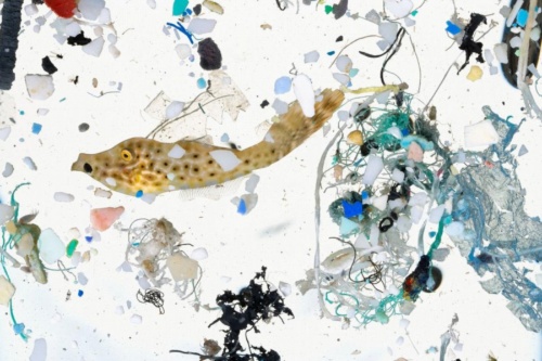 ハワイの海をすくったら 生き物とゴミがこんなに ナショナルジオグラフィック日本版サイト