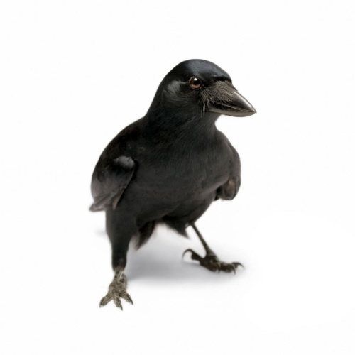 カラスの知能 数手先を考え行動 最新研究で判明 ナショナルジオグラフィック日本版サイト カラスの知能 数手先を考え行動 最新研究で判明 ナショナルジオグラフィック日本版サイト