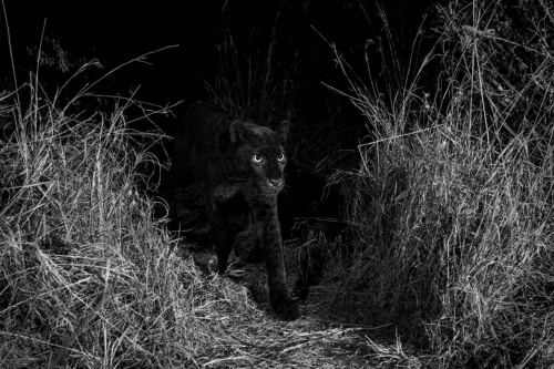 動画 アフリカでクロヒョウを確認 100年ぶり ナショナルジオグラフィック日本版サイト 動画 アフリカでクロヒョウを確認 100年ぶり ナショナルジオグラフィック日本版サイト