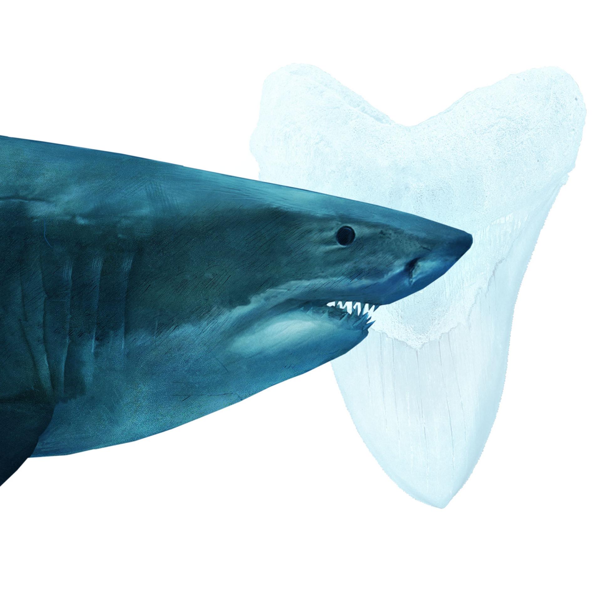 史上最大のサメ メガロドン はなぜ絶滅 新説 ナショナルジオグラフィック日本版サイト