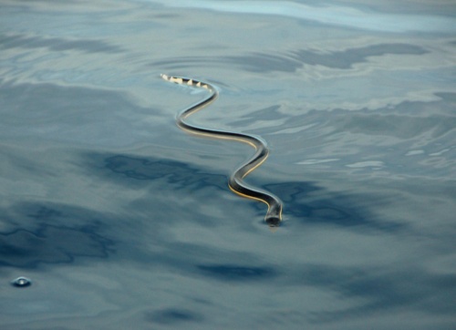 海水飲めないウミヘビ 水分補給の謎の一端を解明 ナショナルジオグラフィック日本版サイト