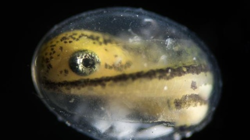 動画 生命誕生 1個の細胞が孵化するまで ナショナルジオグラフィック日本版サイト 動画 生命誕生 1個の細胞が孵化するまで ナショナルジオグラフィック日本版サイト
