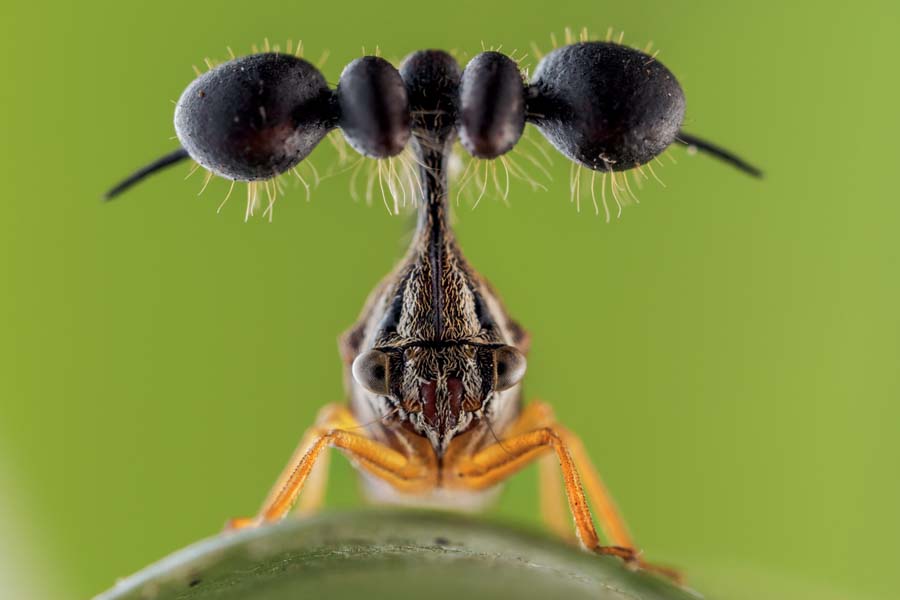 奇妙な昆虫ツノゼミ どうやって仲間と会話する ナショナルジオグラフィック日本版サイト