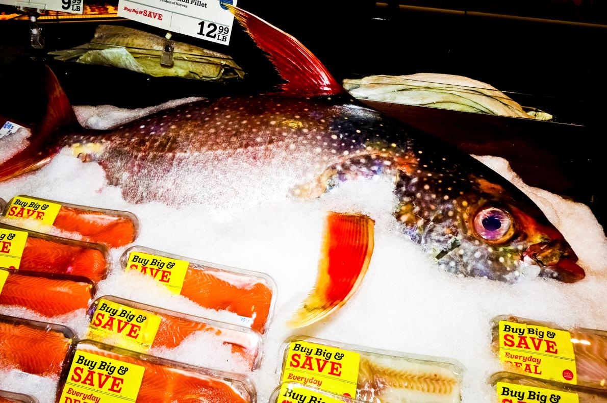 米国で売られる魚、2割に偽名、シーバスは5割超 | ナショナル ジオ 