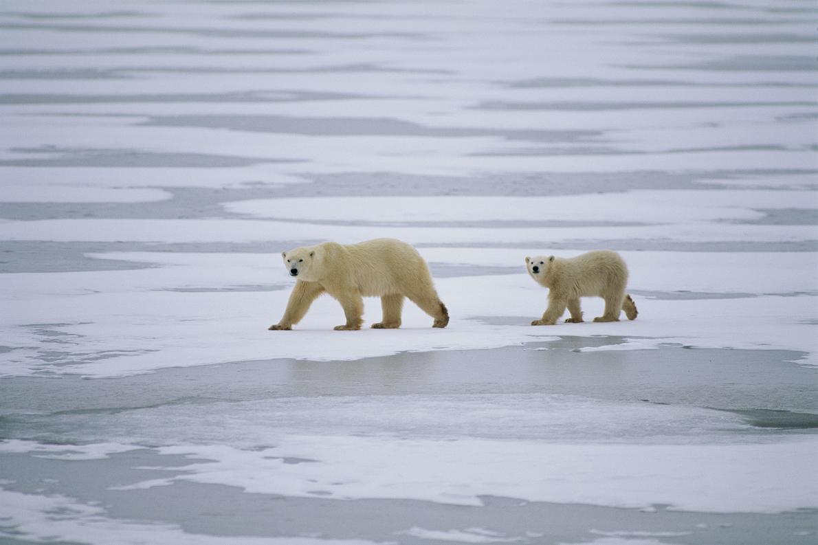 海氷の裏側 がホッキョクグマの命運を握る理由 ナショナルジオグラフィック日本版サイト
