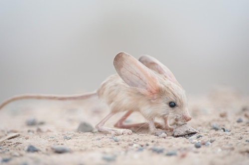 体の割に 一番大きな耳を持つ動物はこれだ ナショナルジオグラフィック日本版サイト