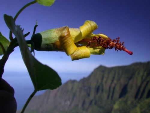 絶滅と思われた花を再発見 ハワイ固有種の宝庫で ナショナルジオグラフィック日本版サイト