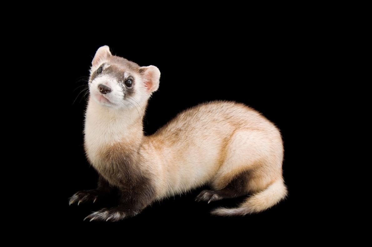 ギャラリー 絶滅の危機から復活しつつある動物 11選 ナショナルジオグラフィック日本版サイト ギャラリー 絶滅の危機から復活しつつある動物 11選 ナショナルジオグラフィック日本版サイト