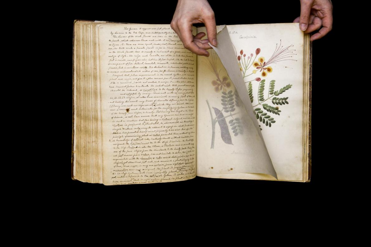 190年前の 失われた 手描き植物図鑑を再発見 Altmarius