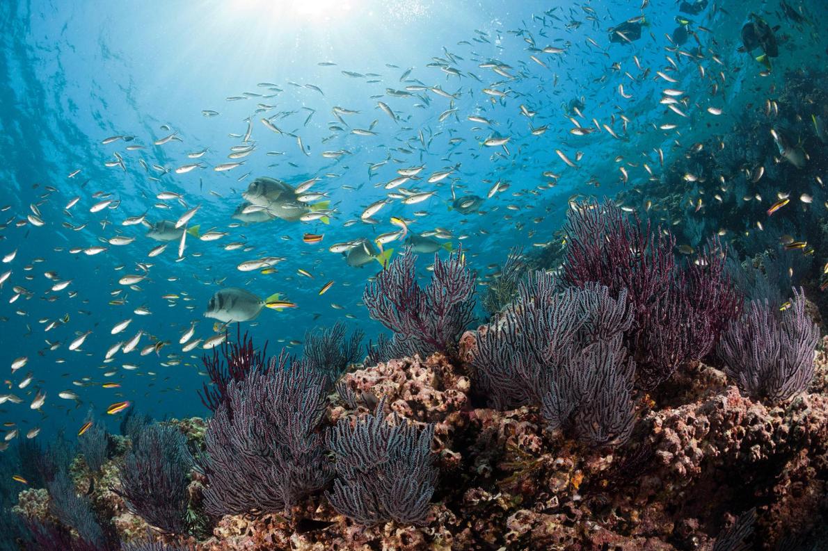 海の生き物 陸上生物より絶滅リスク高い 研究 ナショナルジオグラフィック日本版サイト