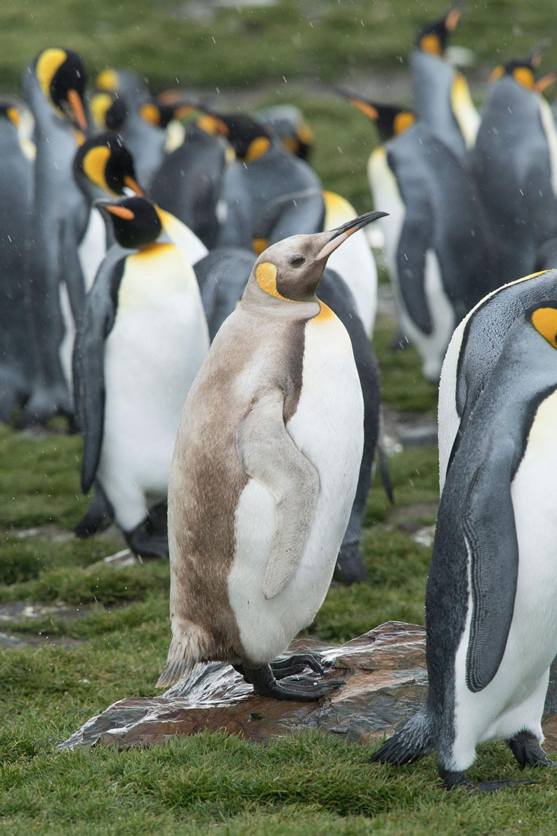 レアな色のペンギンとオットセイを同時に発見 ナショナルジオ
