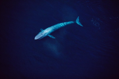 定説くつがえす 史上最長26メートルのクジラ化石 ナショナルジオグラフィック日本版サイト 定説くつがえす 史上最長26メートルのクジラ化石 ナショナルジオグラフィック日本版サイト