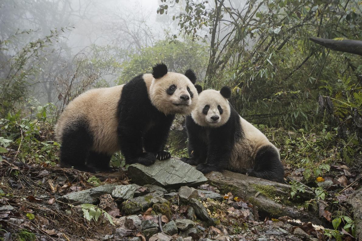 中国 パンダ保護のため巨大国立公園を設立へ ナショナルジオグラフィック日本版サイト