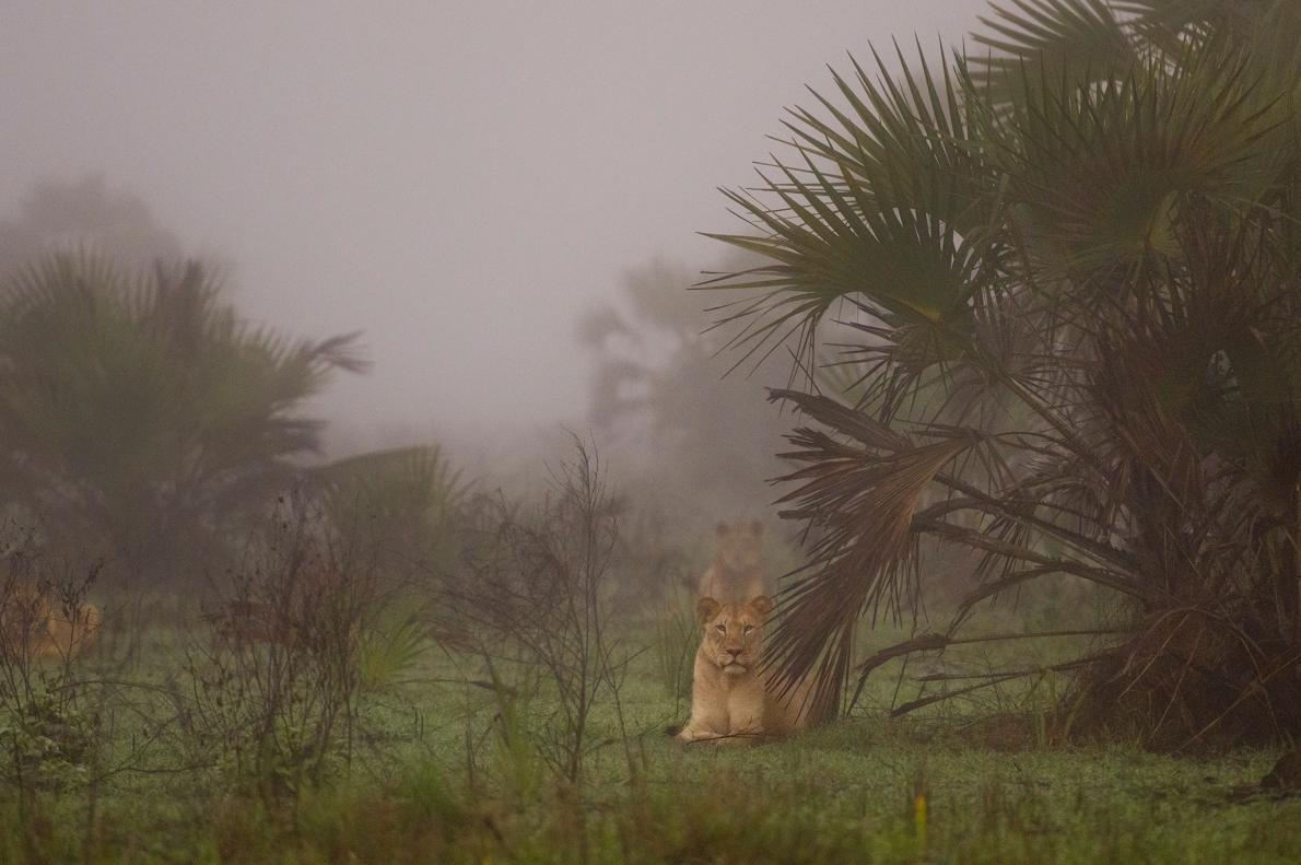長く続いたモザンビーク内戦の間に、ザンベジ・デルタからはほぼすべてのライオンが姿を消した。2018年、南アフリカから運ばれてきた24頭のライオンは、15年間で500頭にまで増える可能性があるという。（PHOTOGRAPH BY AMI VITALE, NATIONAL GEOGRAPHIC）