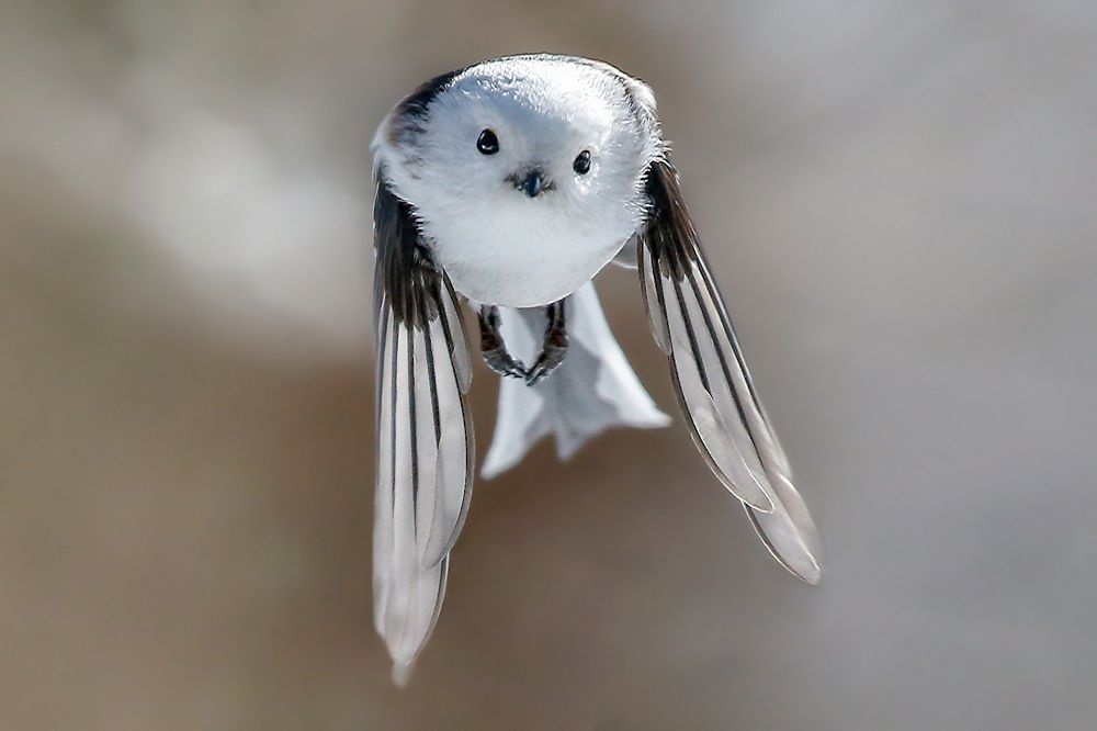 サメの赤ちゃんが 陸の小鳥 を常食 研究 ナショナルジオグラフィック日本版サイト