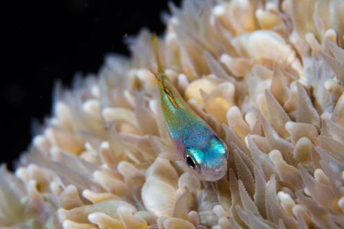 サンゴ礁の豊かさ 鍵は 虫タイプ の魚だった ナショナルジオグラフィック日本版サイト