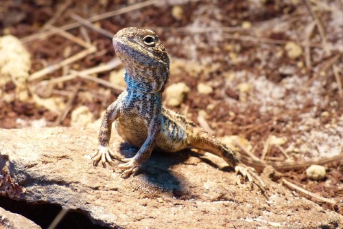 豪州の 竜トカゲ 実は4種だった 1種は絶滅か ナショナルジオグラフィック日本版サイト
