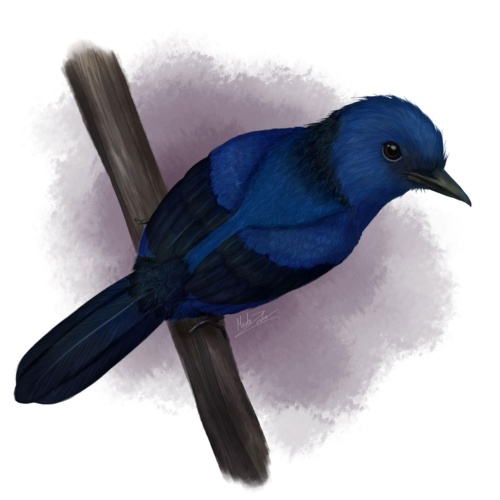 カワセミのように青く光る鳥 化石ではじめて特定 ナショナルジオグラフィック日本版サイト カワセミのように青く光る鳥 化石ではじめて特定 ナショナルジオグラフィック日本版サイト