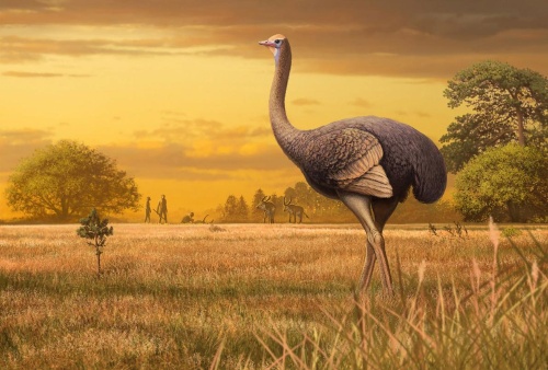 ダチョウの3倍ある巨鳥の化石を発見 北半球最大 ナショナルジオグラフィック日本版サイト