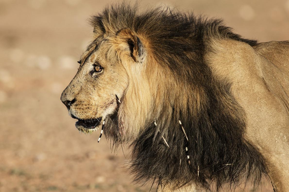人食いライオンの原因にも 実は怖いヤマアラシ ナショナルジオグラフィック日本版サイト