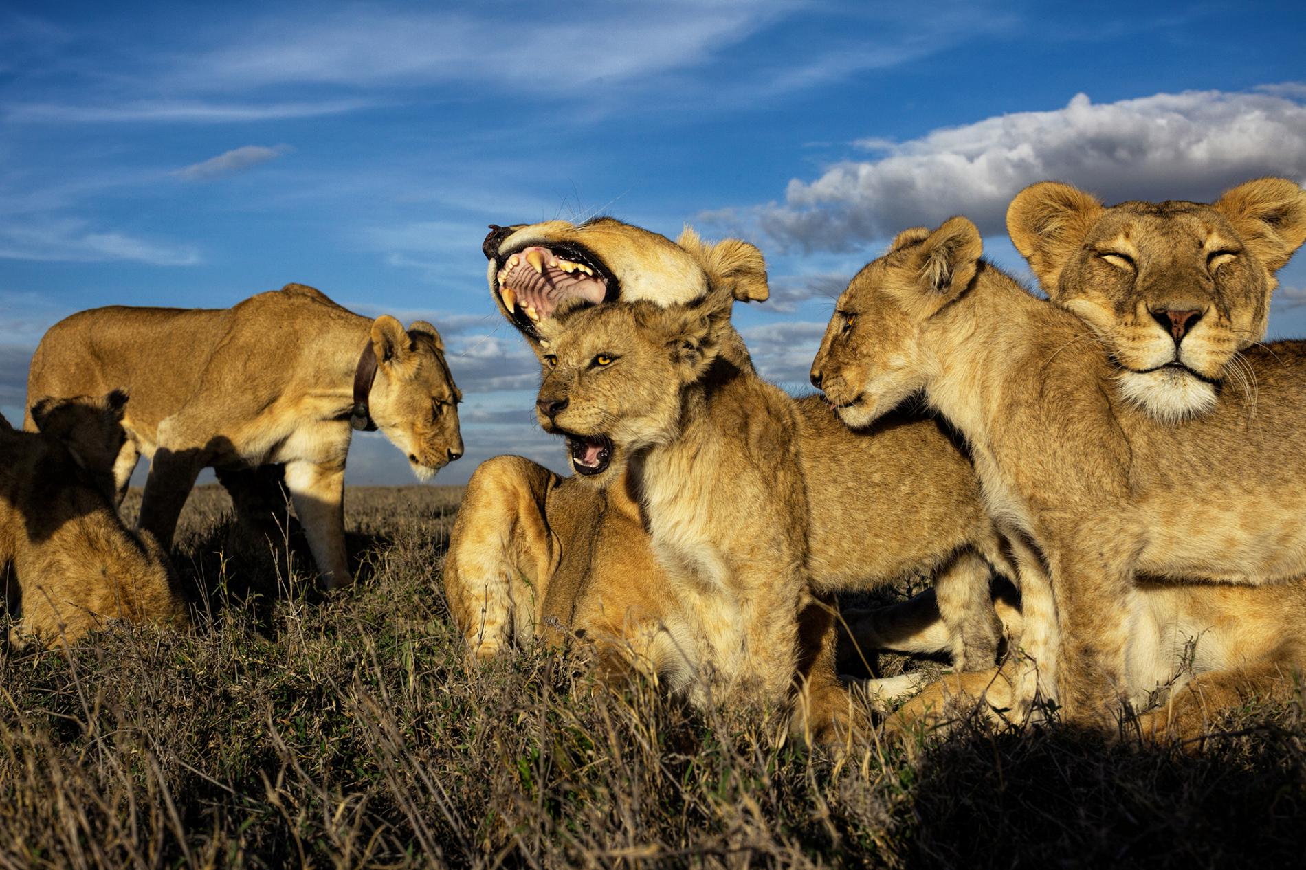 ライオン 群れの王はメス 映画と違う野生の掟 ナショナルジオグラフィック日本版サイト