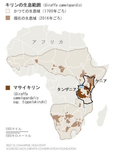 マサイキリンを絶滅危惧種に指定 Iucn ナショナルジオグラフィック日本版サイト マサイキリンを絶滅危惧種に指定 Iucn ナショナルジオグラフィック日本版サイト