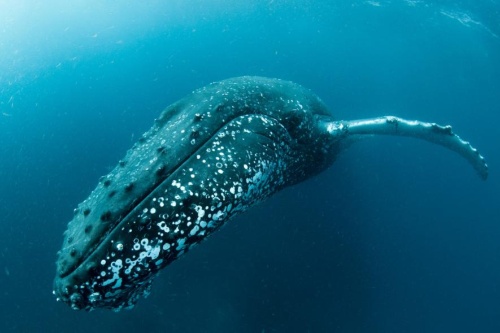 南ア沖のザトウクジラが驚異の復活 最新調査で判明 ナショナルジオグラフィック日本版サイト