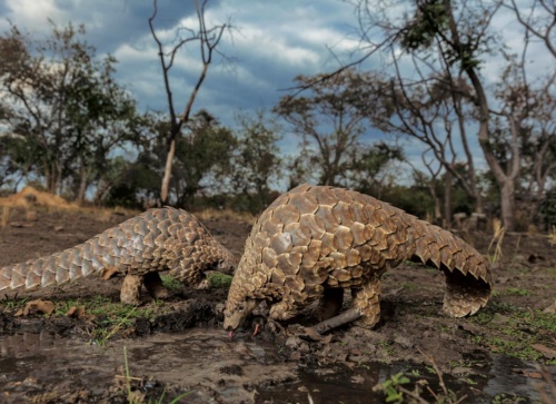 珍獣センザンコウの取引禁止で巨大魚が危機に ナショナルジオグラフィック日本版サイト 珍獣センザンコウの取引禁止で巨大魚が危機に ナショナルジオグラフィック日本版サイト