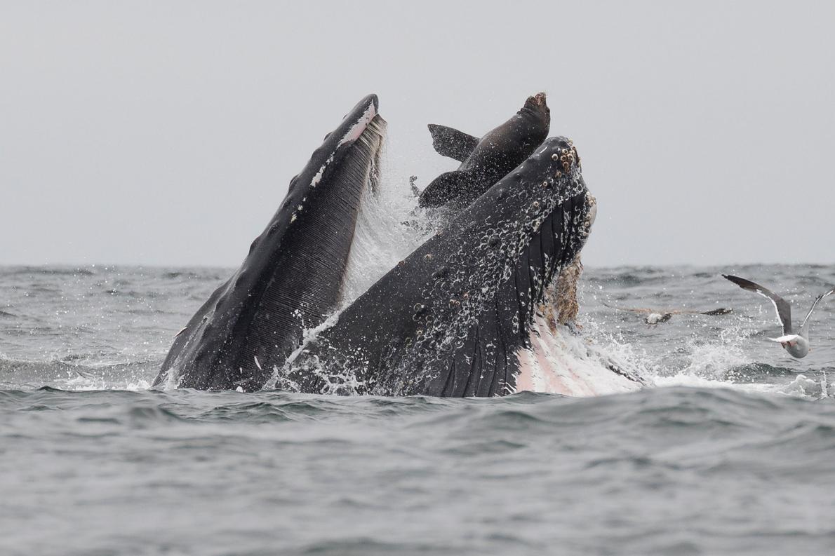 クジラがアシカを 丸のみ した衝撃写真 実情は ナショナルジオグラフィック日本版サイト