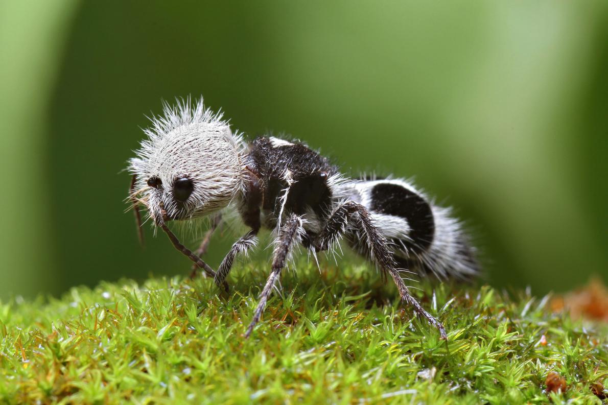 パンダみたいなアリが なぜか似ている生物6選 ナショナルジオグラフィック日本版サイト