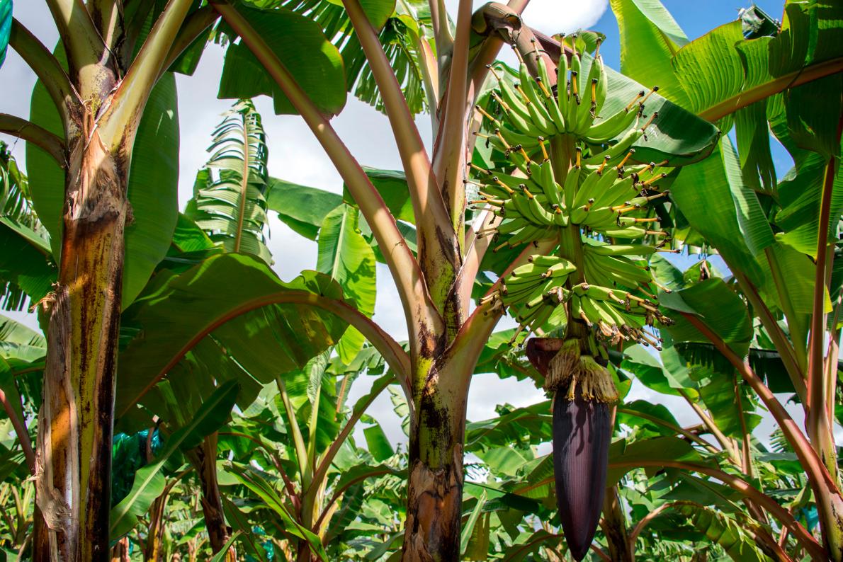 食卓からバナナが消える 新パナマ病が南米へ ナショナルジオグラフィック日本版サイト