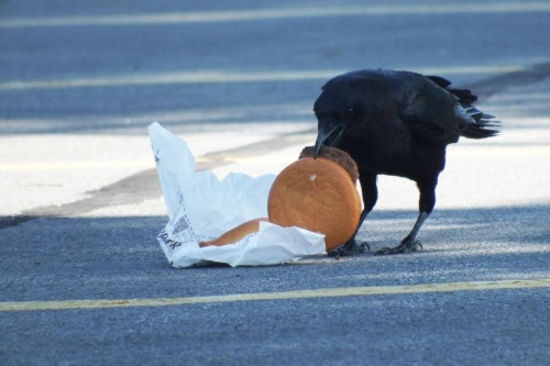 バーガー食べた都会カラスのコレステロール値は ナショナルジオグラフィック日本版サイト バーガー食べた都会カラスのコレステロール値は ナショナルジオグラフィック日本版サイト