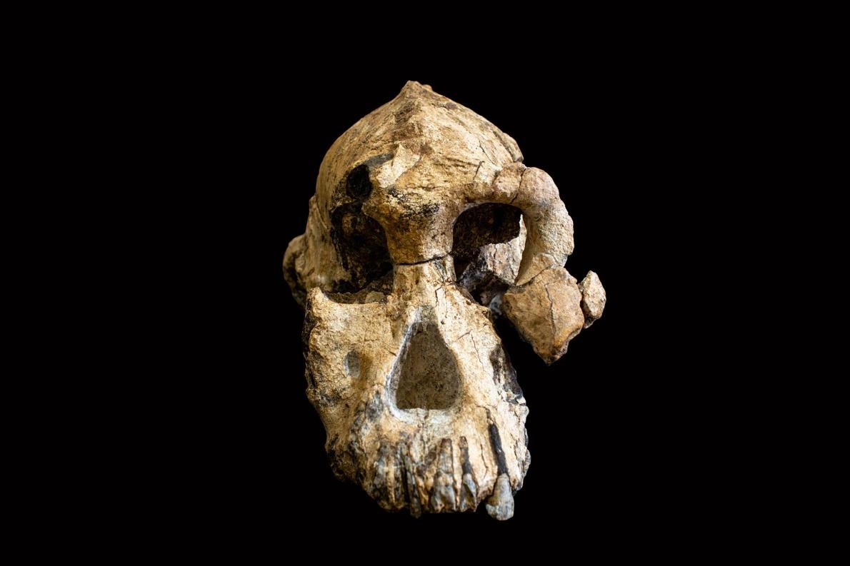 解説 380万年前の猿人 人類史をこう書き換える ナショナル ジオグラフィック日本版サイト