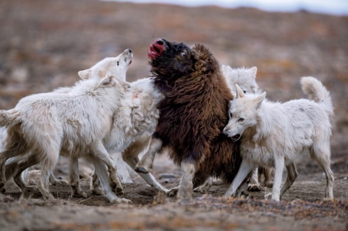 極寒の原野でホッキョクオオカミと対峙した ナショナルジオグラフィック日本版サイト