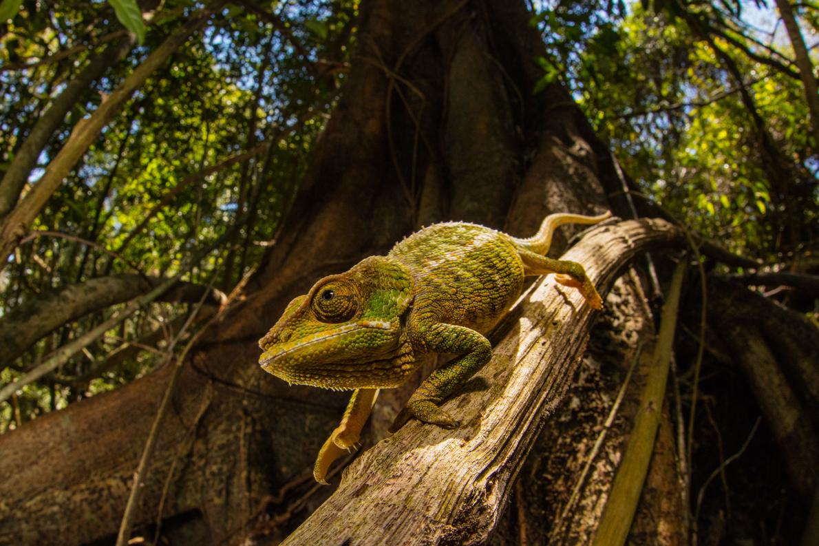 カメレオンの原理で色を変える新素材を開発 ナショナルジオグラフィック日本版サイト