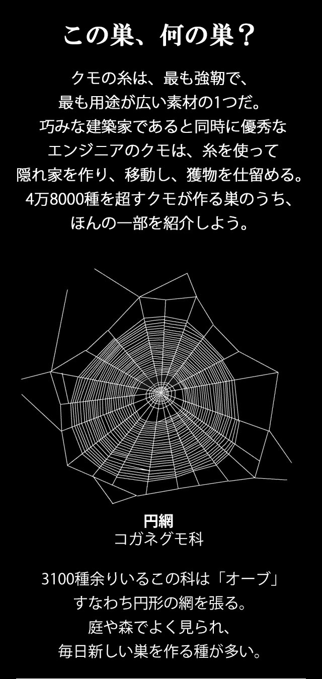 地球屈指の万能素材 クモの糸がすごすぎる ナショナルジオグラフィック日本版サイト